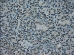 PRKY Antibody in Immunohistochemistry (Paraffin) (IHC (P))