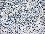 PRKY Antibody in Immunohistochemistry (Paraffin) (IHC (P))