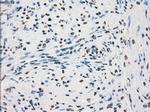PRKY Antibody in Immunohistochemistry (Paraffin) (IHC (P))