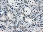 PRKY Antibody in Immunohistochemistry (Paraffin) (IHC (P))