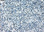 PRKY Antibody in Immunohistochemistry (Paraffin) (IHC (P))