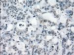 PRKY Antibody in Immunohistochemistry (Paraffin) (IHC (P))