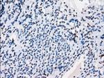 PRKY Antibody in Immunohistochemistry (Paraffin) (IHC (P))