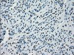PRKY Antibody in Immunohistochemistry (Paraffin) (IHC (P))