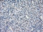 PRKY Antibody in Immunohistochemistry (Paraffin) (IHC (P))