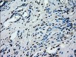 PRKY Antibody in Immunohistochemistry (Paraffin) (IHC (P))