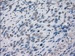 PRKY Antibody in Immunohistochemistry (Paraffin) (IHC (P))
