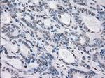 PRKY Antibody in Immunohistochemistry (Paraffin) (IHC (P))