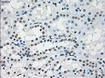 PRKY Antibody in Immunohistochemistry (Paraffin) (IHC (P))