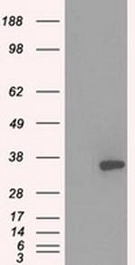 PRKY Antibody in Western Blot (WB)