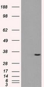 PRKY Antibody in Western Blot (WB)
