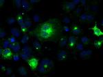 PRL Antibody in Immunocytochemistry (ICC/IF)