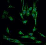 PRL1 Polyclonal Antibody