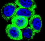 Prolactin Antibody in Immunocytochemistry (ICC/IF)