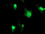 PRMT2 Antibody in Immunocytochemistry (ICC/IF)