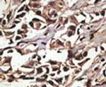 PRMT7 Antibody in Immunohistochemistry (IHC)