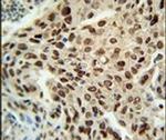 PRNPIP Antibody in Immunohistochemistry (IHC)