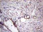 PROCR Antibody in Immunohistochemistry (Paraffin) (IHC (P))