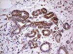 PROCR Antibody in Immunohistochemistry (Paraffin) (IHC (P))
