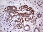 PROCR Antibody in Immunohistochemistry (Paraffin) (IHC (P))