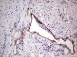 PROCR Antibody in Immunohistochemistry (Paraffin) (IHC (P))