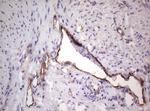 PROCR Antibody in Immunohistochemistry (Paraffin) (IHC (P))