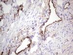 PROCR Antibody in Immunohistochemistry (Paraffin) (IHC (P))