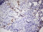 PROCR Antibody in Immunohistochemistry (Paraffin) (IHC (P))