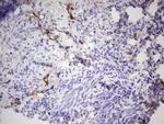 PROCR Antibody in Immunohistochemistry (Paraffin) (IHC (P))