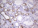 PROCR Antibody in Immunohistochemistry (Paraffin) (IHC (P))