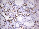 PROCR Antibody in Immunohistochemistry (Paraffin) (IHC (P))