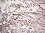 PROCR Antibody in Immunohistochemistry (Paraffin) (IHC (P))