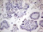 PROCR Antibody in Immunohistochemistry (Paraffin) (IHC (P))
