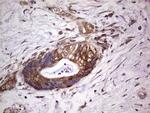 PROCR Antibody in Immunohistochemistry (Paraffin) (IHC (P))