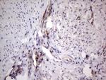 PROCR Antibody in Immunohistochemistry (Paraffin) (IHC (P))