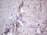 PROCR Antibody in Immunohistochemistry (Paraffin) (IHC (P))