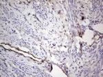PROCR Antibody in Immunohistochemistry (Paraffin) (IHC (P))
