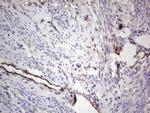 PROCR Antibody in Immunohistochemistry (Paraffin) (IHC (P))