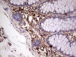 PROCR Antibody in Immunohistochemistry (Paraffin) (IHC (P))