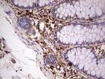 PROCR Antibody in Immunohistochemistry (Paraffin) (IHC (P))