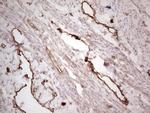 PROCR Antibody in Immunohistochemistry (Paraffin) (IHC (P))