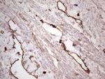 PROCR Antibody in Immunohistochemistry (Paraffin) (IHC (P))