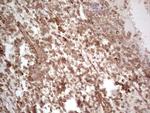 PROCR Antibody in Immunohistochemistry (Paraffin) (IHC (P))