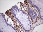 PROCR Antibody in Immunohistochemistry (Paraffin) (IHC (P))