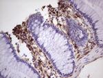PROCR Antibody in Immunohistochemistry (Paraffin) (IHC (P))