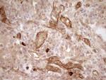 PROCR Antibody in Immunohistochemistry (Paraffin) (IHC (P))