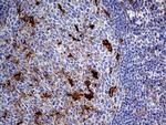 PRODH Antibody in Immunohistochemistry (Paraffin) (IHC (P))