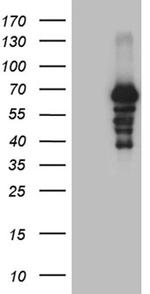 PRODH Antibody in Western Blot (WB)