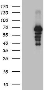 PRODH Antibody in Western Blot (WB)