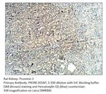 Prominin 2 Antibody in Immunohistochemistry (Paraffin) (IHC (P))